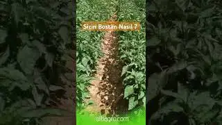 Sizin Bostanlar nasıl ? #bostan #olbagro #biber #salatalık #bamya #gübre #tarım #çiftci