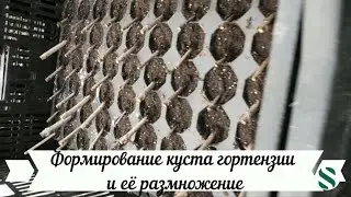 Формирование куста гортензии и её размножение.
