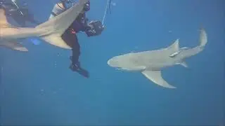 Jupiter shark dive july 2023