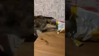 Марусь "ворует" луковые колечки 😂😂😂