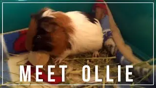 Meet Ollie: The Newest Guinea Pig Family Member!