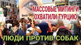 В ТУРЦИИ ХОТЯТ УСЫПЫТЬ МИЛЛИОНЫ СОБАК.