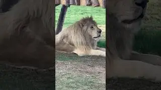 Beautiful Lion and Lionesses | Lions King & Queen 