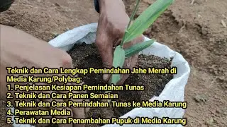 Teknik dan Cara Lengkap Pemindahan dan Penambahan Media Jahe Merah di Media Karung/Polybag