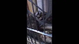 Звуки ДЕГУ