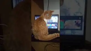кошка которая думает что она человек