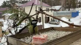 Неужели это всё моё! Мукбанг на кормушке. HD video