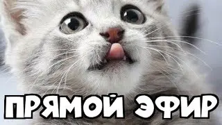 Прямой эфир Играю в Wormax.io