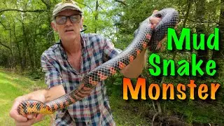 The Biggest Snake You Will NEVER See! Mud Snake!