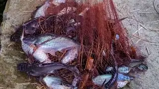 Bodybuilding Guy Doing Cast Net Fishing in Panshila