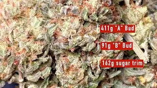 Grow Strong Cup: Bud Totals and Rosin Wrap-up!