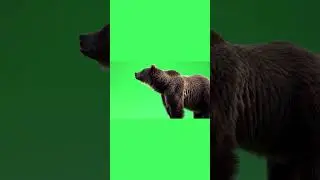 Bear Standing on Hind Legs Green Screen Effect 