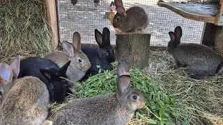 ОТСАЖИВАЕМ КРОЛЬЧАТ ОТ КРОЛЬЧИХИ🐰СКОЛЬКО САМЦОВ 🐰 СКОЛЬКО САМОК🐰