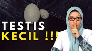 TESTIS KECIL INI PENYEBAB DAN CARA MENGATASINYA