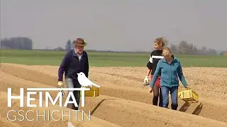 Local Stories - Asparagus Harvesting in Schrobenhausen