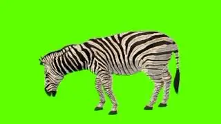 Green screen Zebra video |  Zebra eating green screen