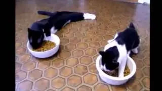 Смешные котята