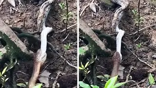 King Cobra Devours Whole Python In Singapore