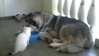 Harvey and Loki - Playing 4.