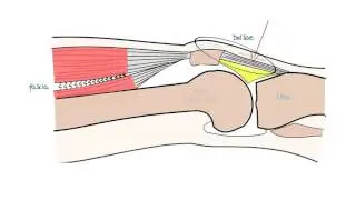 Important soft tissue structures
