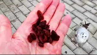 Seagulls Love Raisins
