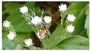 Tropical butterflies and moths