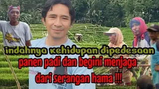 indahnya kehidupan dipedesaan panen padi dan begini menjaga dari serangan hama!!!