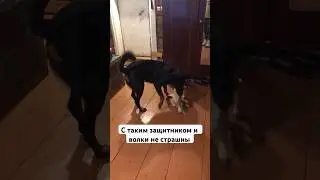 Босерон и ягненок 