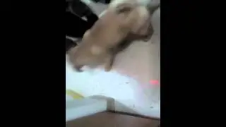 My dog