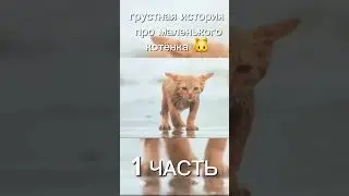 Грустная история про маленького котёнка 