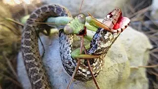 This Is Why Snakes Are Afraid of Praying Mantises!