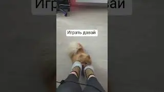 Просит внимание 