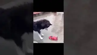 funny dog video #shorts #shortvideo #video #viral #vlog #vlogs #pets #pet #car #carvideo #kids