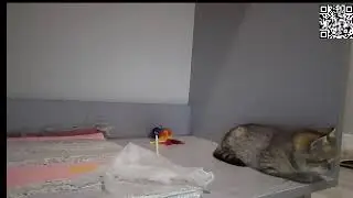 ЧИПА и ДЕЙЛА