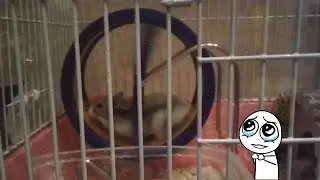 А ты крути, крути, крути🎡🐹