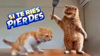 SI TE RIES PIERDES 😂 Gatos divertidos con Risas, golpes y bloopers | Try not to laugh Challenge