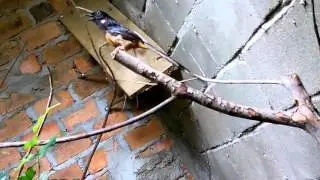 Burung murai batu kawin
