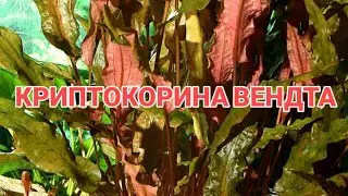 КРИПТОКОРИНА ВЕНДТА. СОДЕРЖАНИЕ В АКВАРИУМЕ