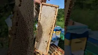 Нулевое роение пасеки в 230 семей позволяет получать при скудном медосборе хороший товарный мед 