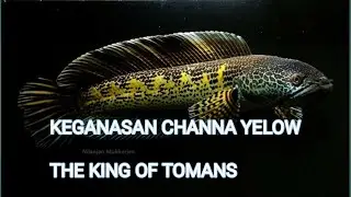 KEGANASAN IKAN CHANNA