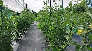 Tomatoes in the heat - shading