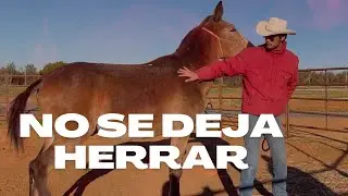MULA NO SE DEJA agarrar las patas