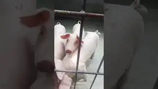 #ilypiggy🐷🐷🐷🐷