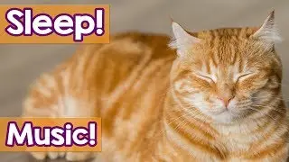 CAT MUSIC: 30 Minutes Cat MusicTo Help Your Cat Sleep! Soothe Your KittyWith Tranquil Music!