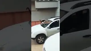 Do not offend cats, they will retaliate, ha ha ha