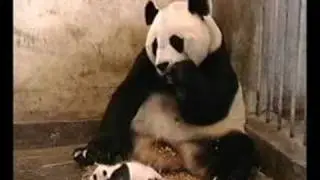 Panda Sneezes