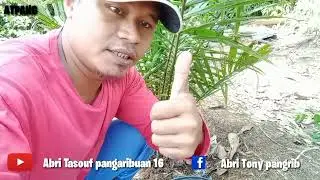 Tutorial pemupukan pertama pada sawit baru tanam