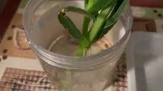 Will Freeway Ice plant Root in Water? (Carpibrotus Edulis)