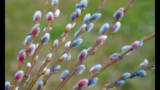 ГОРОСКОПЫ ДРУИДОВ . ВЕРБА ИЛИ ИВА РОЖДЕННЫЕ  С1 ПО 10 МАРТА И 3 ПО 12 СЕНТЯБРЯ  .