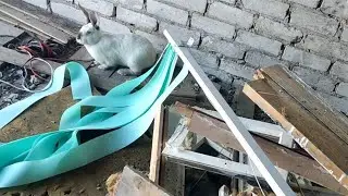 Хотел Пойти На Бокс А Нашëл Кролика